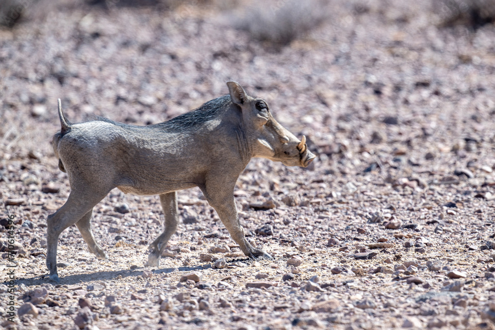 gray warthog in natural conditions in a national park in Kenya gray warthog in natural conditions in a national park in Kenya