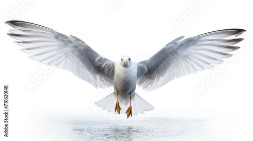 seagull in flight