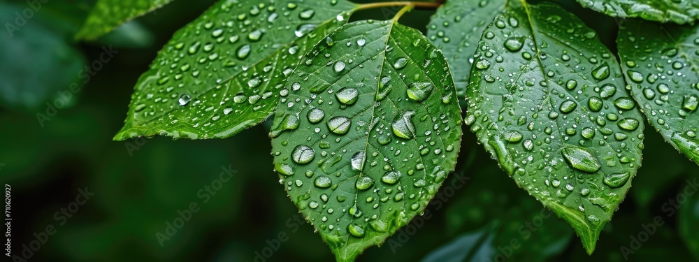 Generative AI, macro texture of green leaf with water drops, green foliage texture, ecology background
Generative AI, macro texture of green leaf with water drops, green foliage texture, ecology background