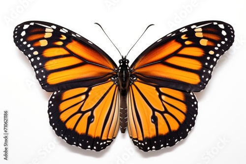 Isolated monarch butterfly on white background