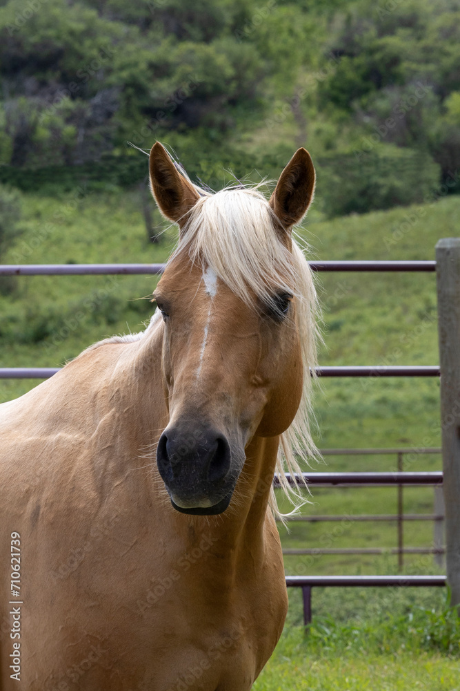 Portrait of a yellow Palomino horse standing in a pasture of green grass with its head turned and looking at the camera. Portrait of a yellow Palomino horse standing in a pasture of green grass with its head turned and looking at the camera.