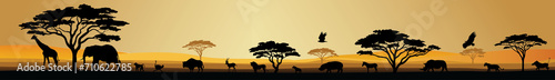 Photography African Safari