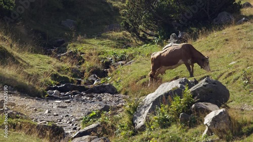 A Cow Grazes Next to a Mountain Stream on the Vranica Mountain, Bosnia photo