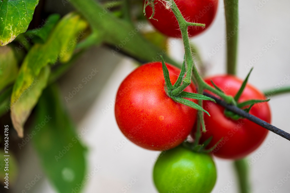 Close-up of green and orange tomato hanging on a branch.