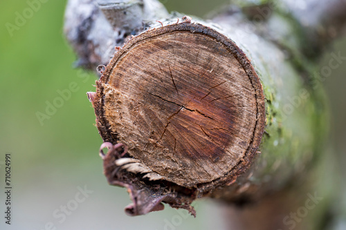 Detail of a cut cross-section of a tree.