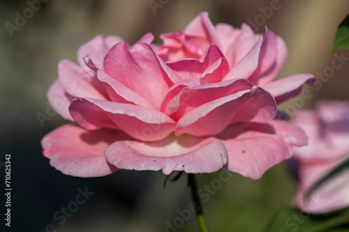 Detail of a pink rose flower.