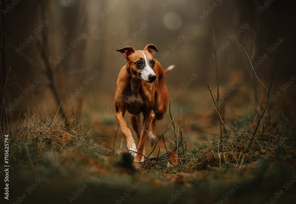 Chart angielski whippet skrada się w lesie
