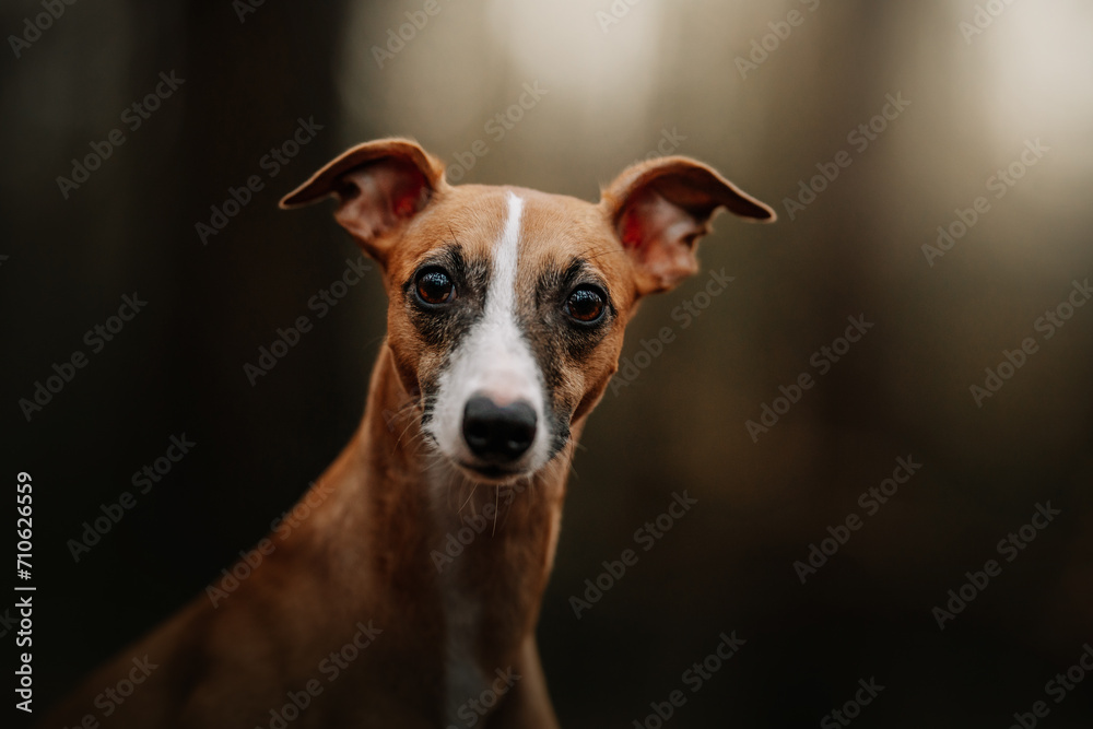 Głowa charta angielskiego whippet