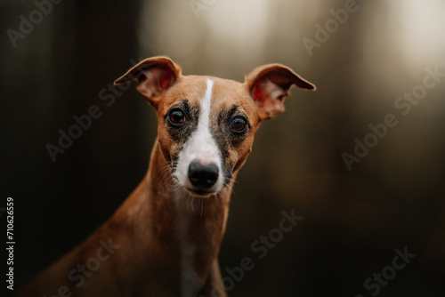 Obraz na płótnie Głowa charta angielskiego whippet w salonie