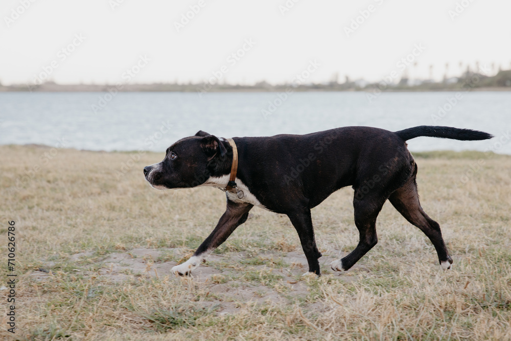 A Staffy dog walking on a grass field next to a lake