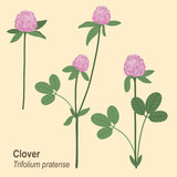 Hand drawn vector illustration. Set of isolated clover flowers. Blossom meadow