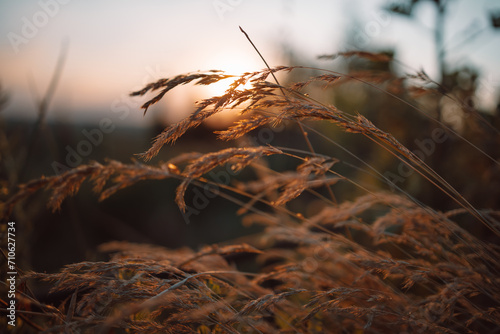 Selective soft focus of beach dry grass  reeds  stalks blowing in the wind at golden sunset light. Tranquil autumn fall nature field background. Soft shallow focus