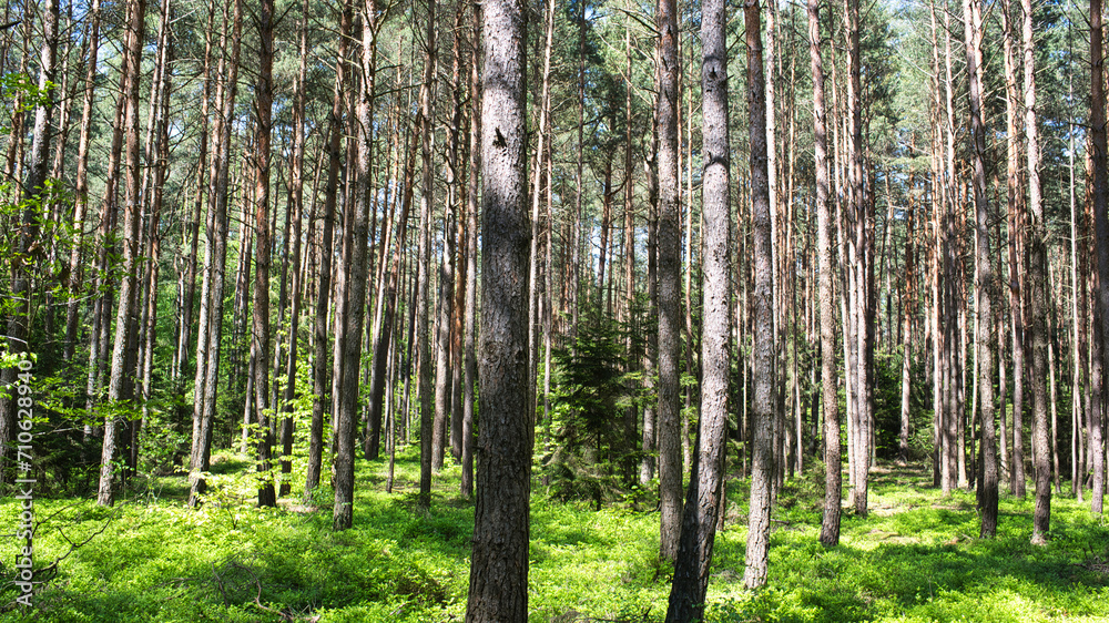 Obraz premium Kiefernwald