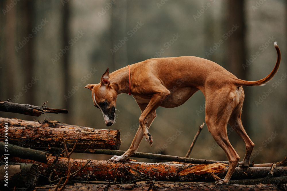 Chart angielski whippet pławy wącha drzewo na spacerze w lesie