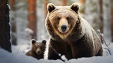 Brown bear with cub in winter forest