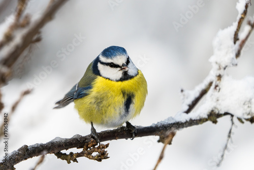Close up front wiew of a cute blue tit bird sitting on a icy twig in winter with snow around it and food in the beak