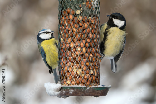 Cute blue tit and great tit birds sitting on a green bird feeder with peanuts in winter with snow photo