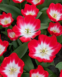 White and red tulip called Pipi, Triumph group. Tulips are divided into groups that are defined by their flower features