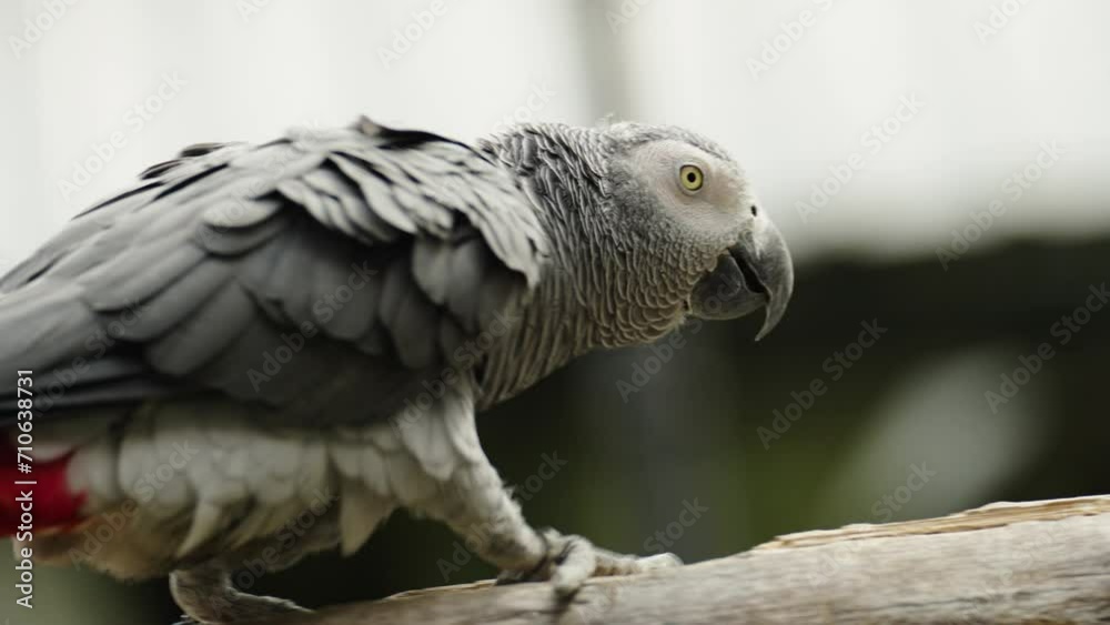 African grey parrot (Psittacus erithacus) walking on a wood tree branch African grey parrot (Psittacus erithacus) walking on a wood tree branch