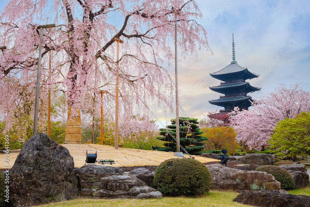 Beautiful full bloom cherry blossom at Toji temple in Kyoto, Japan Beautiful full bloom cherry blossom at Toji temple in Kyoto, Japan