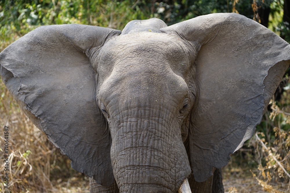 Obraz premium african wildlife, male elephant