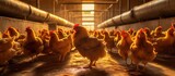 Chicken farming in a closed system. Production for laying hens