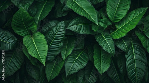 Closeup green leaves of tropical plant in garden. Dense dark green leaf with beauty pattern texture background. Green leaves for spa background. Green wallpaper. Top view ornamental plant in garden.
 photo