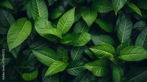 Closeup green leaves of tropical plant in garden. Dense dark green leaf with beauty pattern texture background. Green leaves for spa background. Green wallpaper. Top view ornamental plant in garden. 