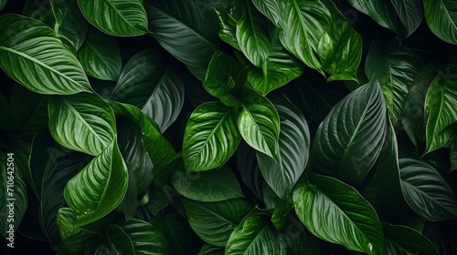 Closeup green leaves of tropical plant in garden. Dense dark green leaf with beauty pattern texture background. Green leaves for spa background. Green wallpaper. Top view ornamental plant in garden. 