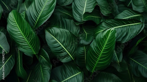 Closeup green leaves of tropical plant in garden. Dense dark green leaf with beauty pattern texture background. Green leaves for spa background. Green wallpaper. Top view ornamental plant in garden.
 photo