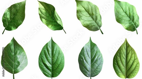 A collection of green leaves on a white background. Can be used as a backdrop or for nature-related designs