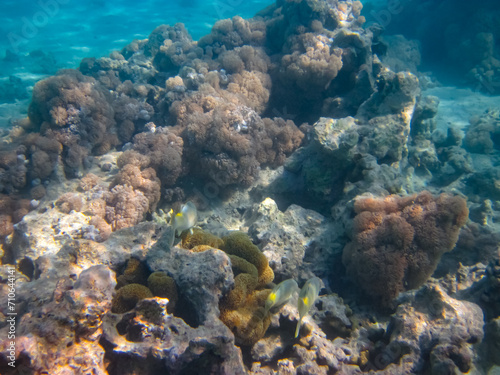 Fototapeta Naklejka Na Ścianę i Meble -  Fabulously beautiful inhabitants of the coral reef of the Red Sea