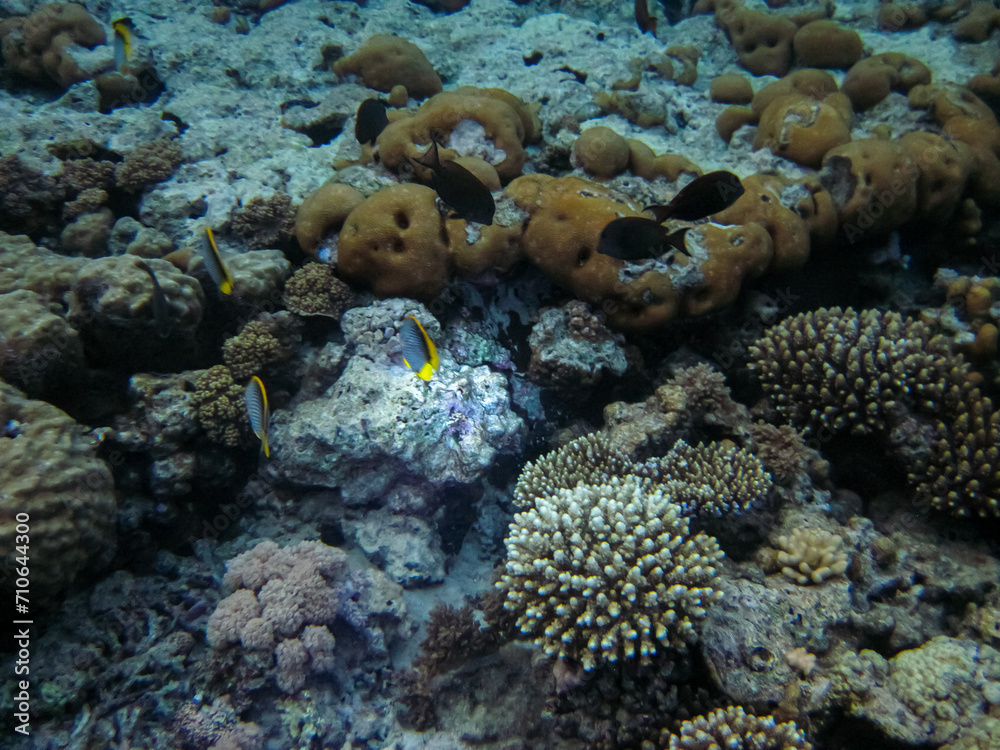 Fabulously beautiful inhabitants of the coral reef of the Red Sea Fabulously beautiful inhabitants of the coral reef of the Red Sea