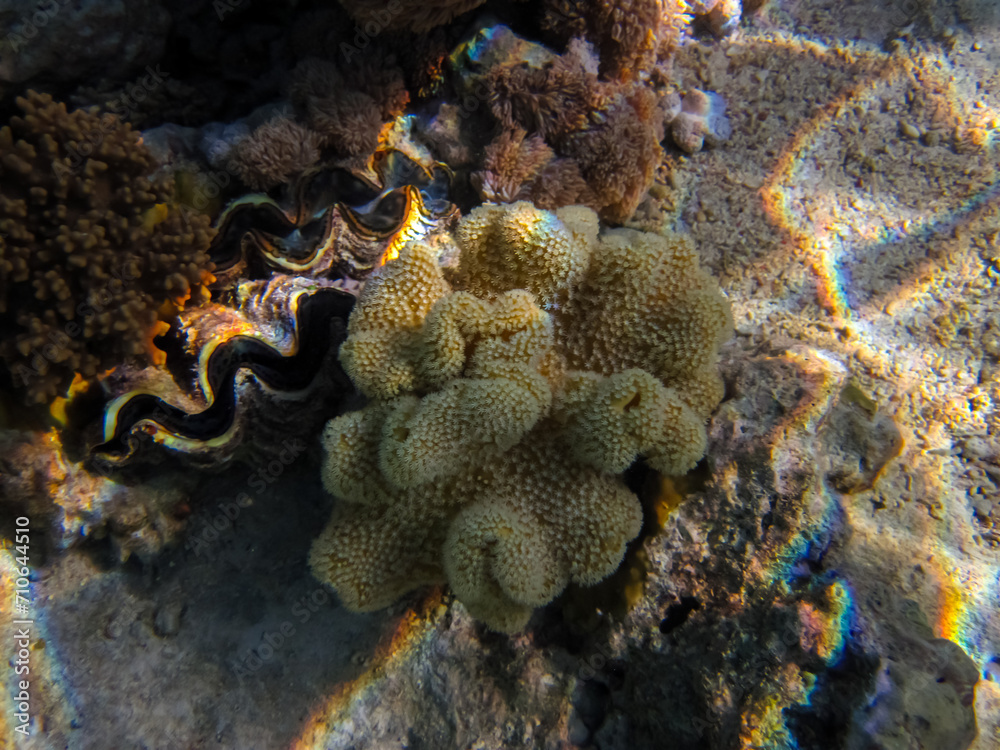 Fabulously beautiful inhabitants of the coral reef of the Red Sea