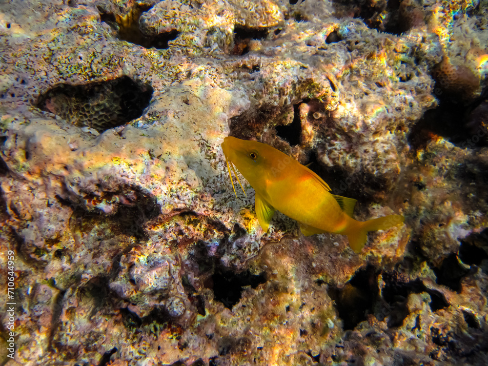 Fabulously beautiful inhabitants of the coral reef of the Red Sea