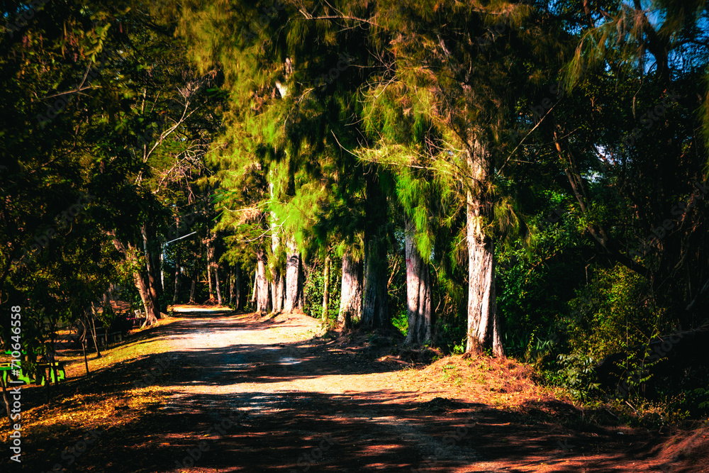 Naklejka premium autumn in the park