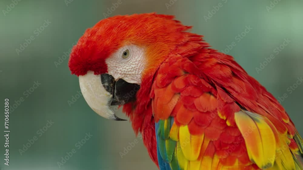 portrait of scarlet macaw (Ara macao), red parrot portrait of scarlet macaw (Ara macao), red parrot