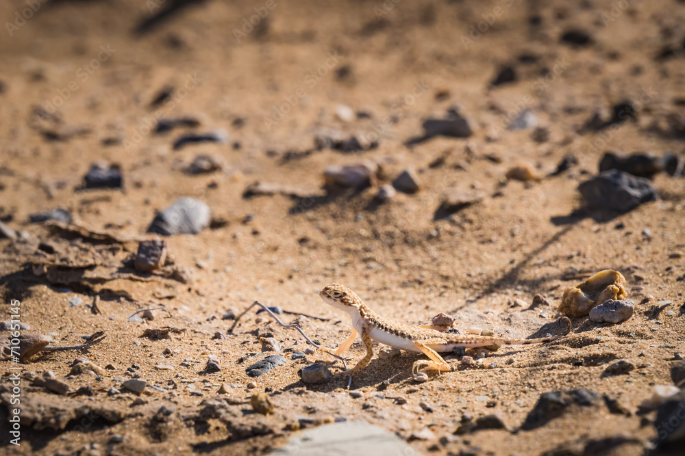 A predatory round-headed lizard in the hot Kyzylkum desert in Uzbekistan, Phrynocephalus hunts among the desert sands A predatory round-headed lizard in the hot Kyzylkum desert in Uzbekistan, Phrynocephalus hunts among the desert sands