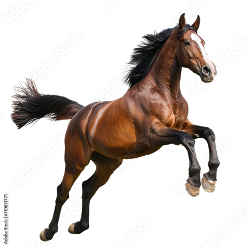 Jumping Horse Isolated on Transparent Background  PNG 