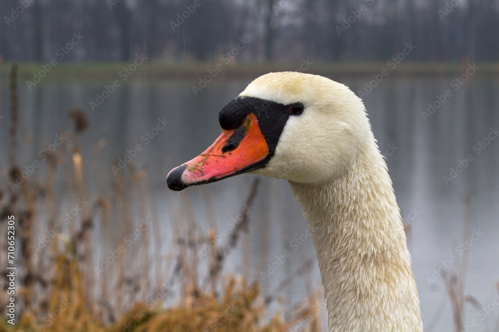 Obraz premium Swan portrait close-up on a rainy day.