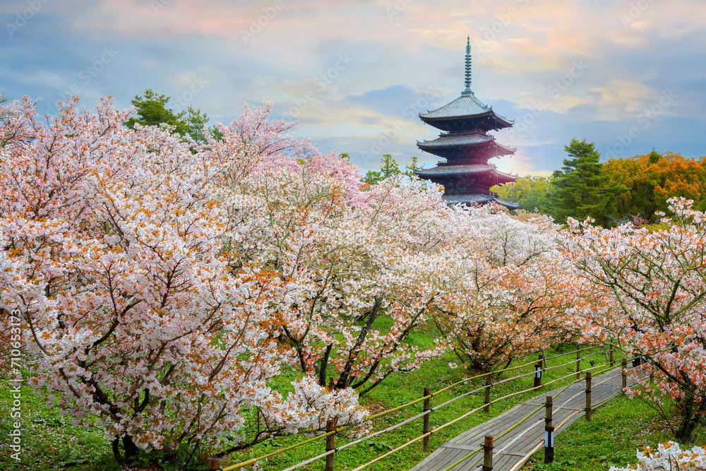 Ninna-ji Temple in Kyoto, Japan during beautiful full bloom cherry blossom season Ninna-ji Temple in Kyoto, Japan during beautiful full bloom cherry blossom season