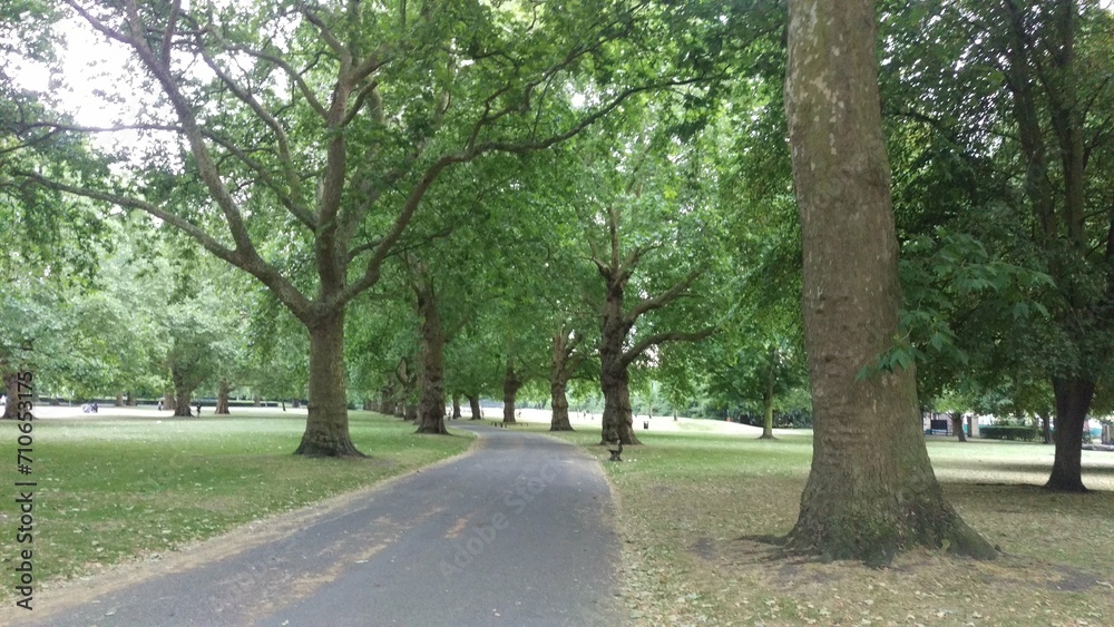 Pathway through a green park with lush trees and grass.