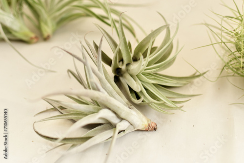 Green tillandsia air plants on a white background