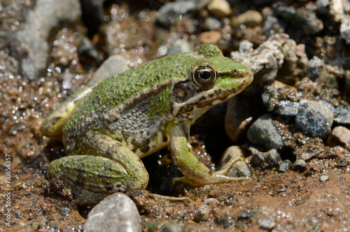 Türkischer Wasserfrosch // Levant water frog (Pelophylax cf. bedriagae / Pelophylax sp.) - Dalyan, Türkei