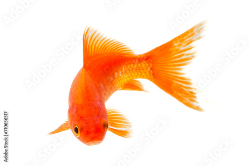 Goldfish isolated on the white background, clipping paths included in file. © gunungkawi