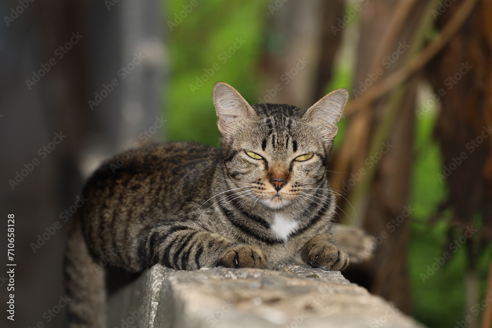 Close up gray cat house is want to sleep on the old wall near the garden Close up gray cat house is want to sleep on the old wall near the garden