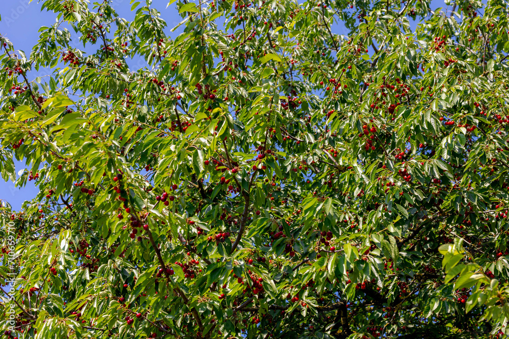 The fresh shine red cherries about to ripe on the tree at orchard, Selective focus of prunus avium, Sweet cherry is ready to harvest or picking late spring or early summer, Health benefits of berries. The fresh shine red cherries about to ripe on the tree at orchard, Selective focus of prunus avium, Sweet cherry is ready to harvest or picking late spring or early summer, Health benefits of berries.