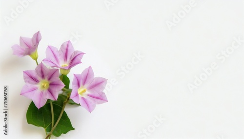 moonflower flowers on background isolated with copy space illustration