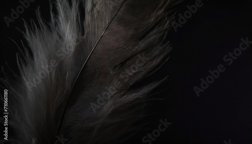 beautiful feather wool dark black with light abstract background illustration