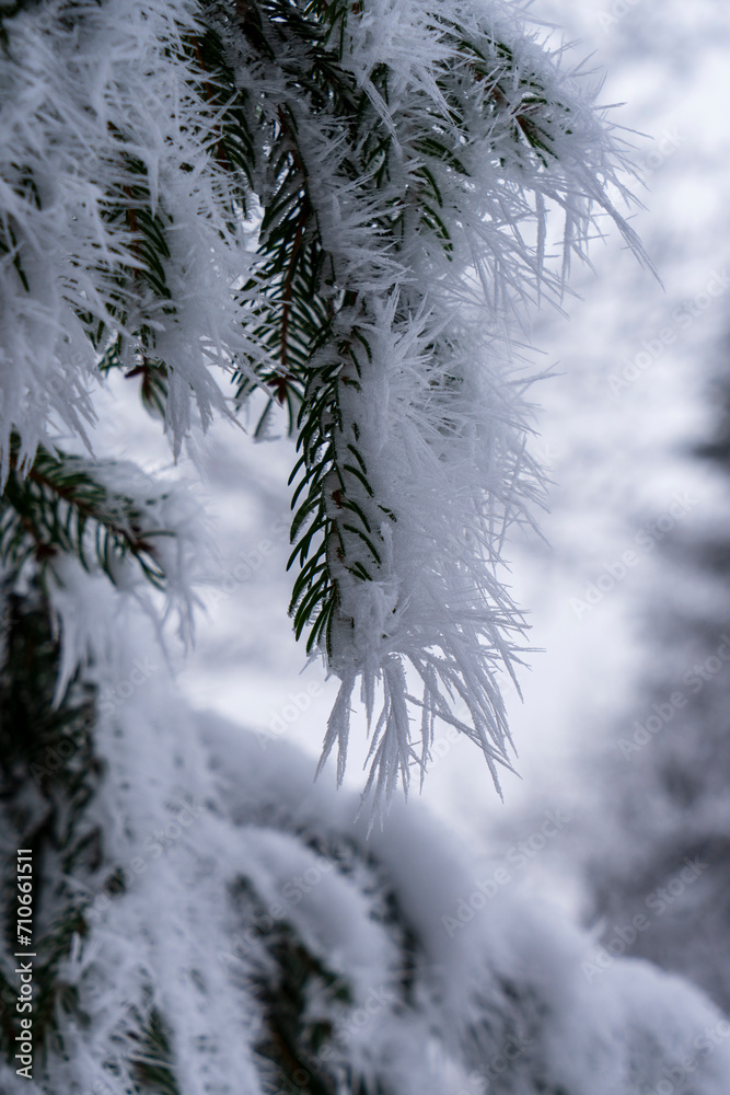 frozen fir branch covered with snow crystals in winter weather
